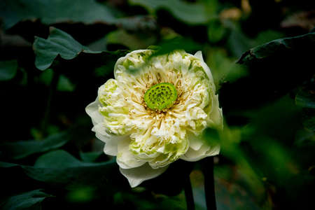 lotusの写真素材