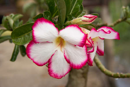 azalea flowersの写真素材
