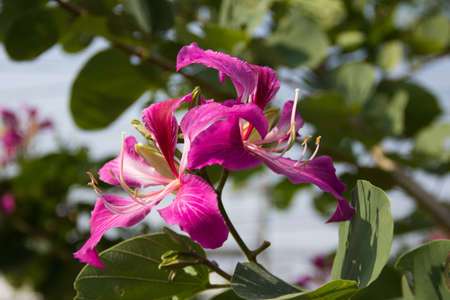 flowerの写真素材