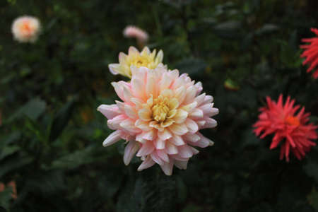 flowerの写真素材