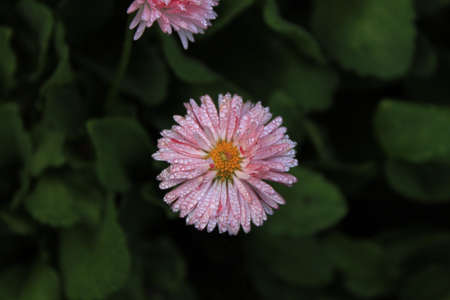 flowerの写真素材