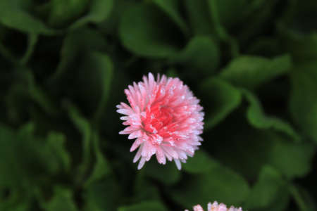 flowerの写真素材
