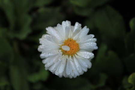 flowerの写真素材