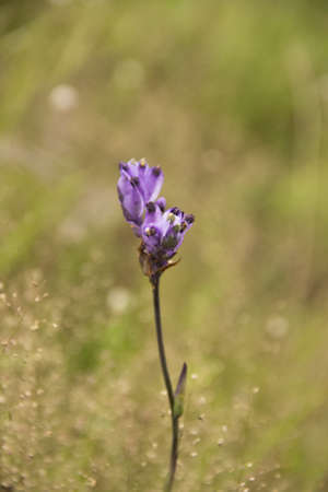 flowerの写真素材