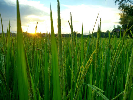 rice farmの写真素材