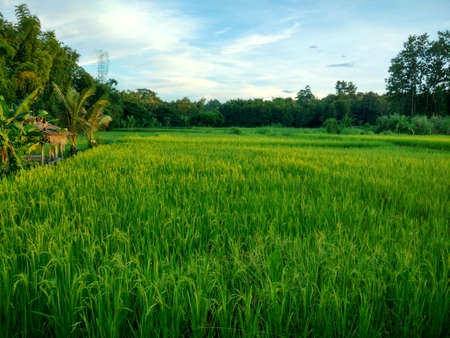 rice farmの写真素材