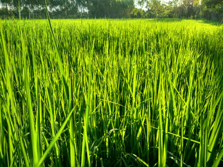 rice farmの写真素材