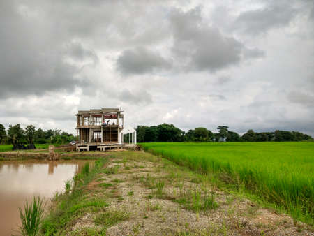 rice farmの写真素材