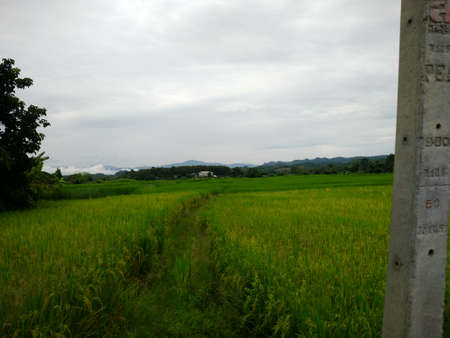 rice farmの写真素材