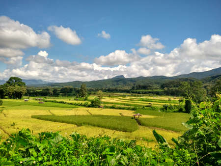 rice farmの写真素材