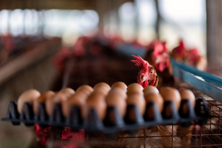 The chickens are looking at the eggs.