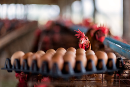 The chicken is looking at its eggs that are going to be sold.の写真素材