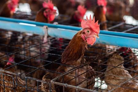 Chicken breed from farm.の写真素材