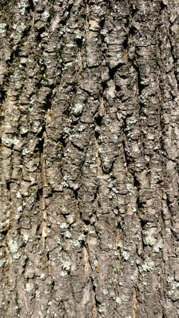 High resolution seamless tileable tree bark texture. Image is JPEG 2610x4640の写真素材