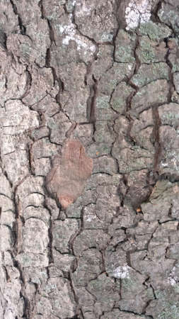 High resolution seamless tileable tree bark texture. Image is JPEG 2610x4640の写真素材