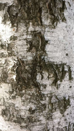 High resolution seamless tileable tree bark texture. Image is JPEG 2610x4640の写真素材