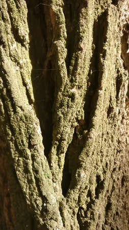 High resolution seamless tileable tree bark texture. Image is JPEG 2610x4640の写真素材