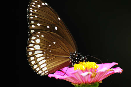 Butterfly on flowerの写真素材