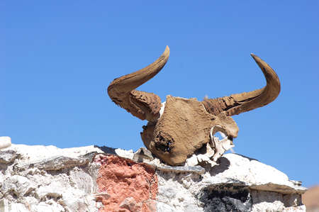 Closeup view of a yak head skull on the white wall in Tibet,with blue sky as backgroundの写真素材
