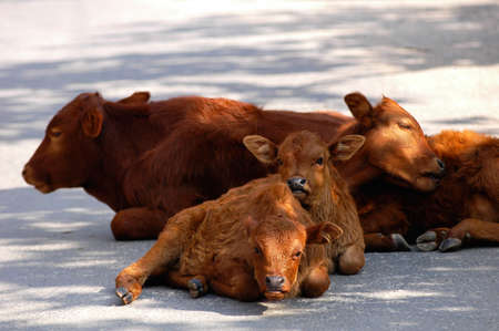 View of calf families resting on the groundの写真素材