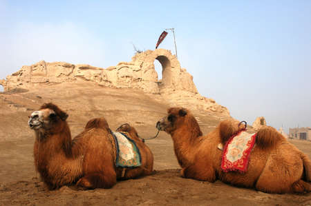 Camels sitting at the relics of an ancient castleの写真素材