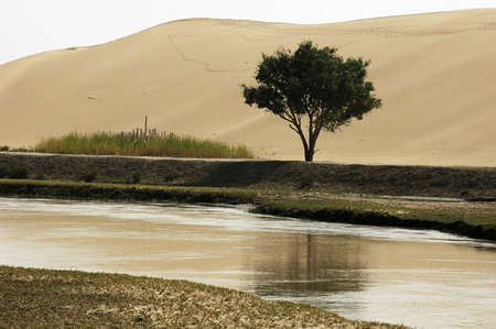 Landscape of river and sandhills with a single treeの写真素材