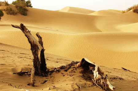 Landscape of dead trees and sandhills of desertsの写真素材