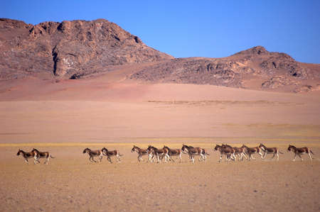 Wild donkeys running in the highlands of Tibetの写真素材