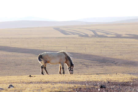 Landscape of Horse on meadow in Tibetの写真素材