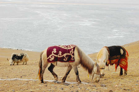 Landscape of horses and yak on meadow in Tibetの写真素材