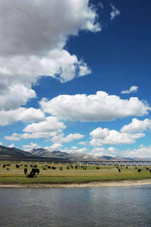 Landscape of river and meadow in a sunny dayの写真素材
