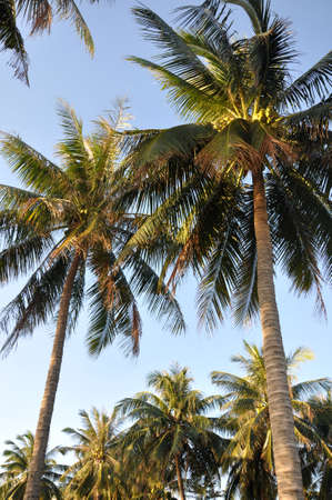 Bottom view of coconut trees against blue sky