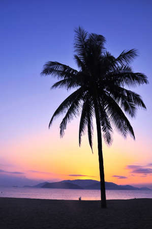 Landscape of a coconut tree against sky at sunriseの写真素材