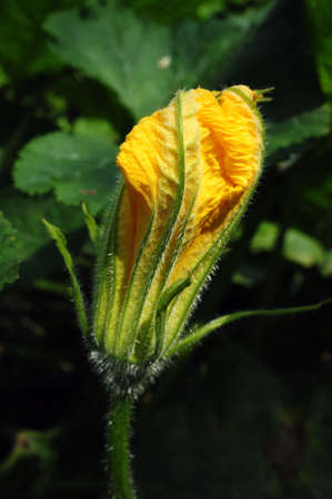 Closeup of a yellow pumpkin flower budの写真素材