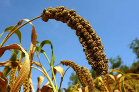 Ripe millet crops in the fields in autumnの写真素材