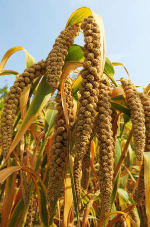 Ripe millet crops in the fields in autumnの写真素材