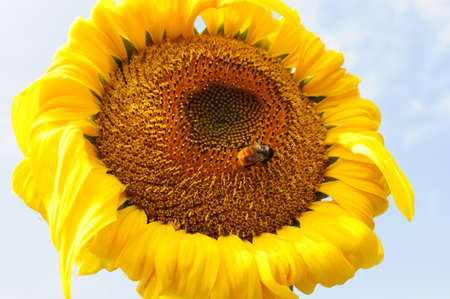 Closeup of blooming sunflower with a beeの写真素材