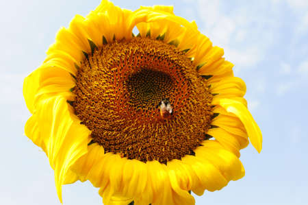 Closeup of blooming sunflower with a beeの写真素材