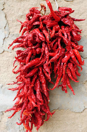 Harvest of red hot chili pepper in autumnの写真素材