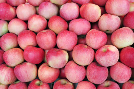 Piles of ripe red apples in autumnの写真素材