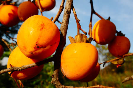 Ripe persimmon fruits hanging on the branchesの写真素材