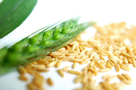 Closeup view of green wheat ears on a white backgroundの写真素材