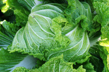 Closeup view of fresh green celery cabbage growing in the fields