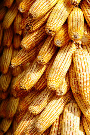 Background of corn cobs, agricultural backgroundの写真素材