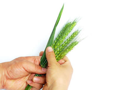 Fresh green wheat ears in hands on a white backgroundの写真素材