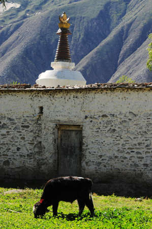 Landscape of a young yak on the green meadow in a lamasery of Tibet