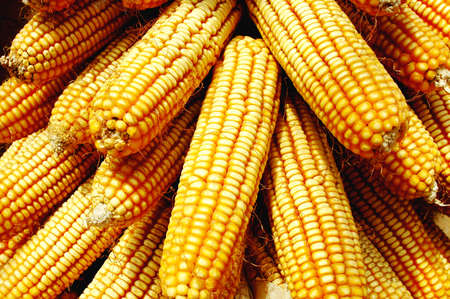 Pile of golden corn cobs in the autumn