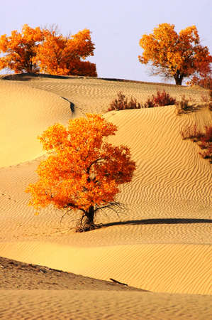 Landscape of desert with golden trees in the autumnの写真素材