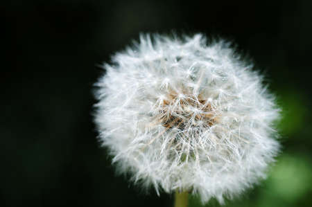 Closeup of dandelion on a blurred backgroundの写真素材