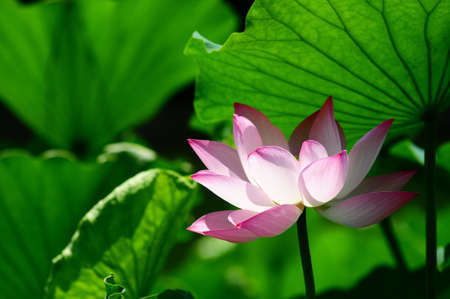 Pink lotus flower blooming in pond in the summerの写真素材